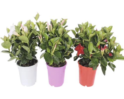 Drei Mandevilla-Pflanzen (Dipladenia) mit grünen Blättern und Blüten in weißen, violetten und roten Töpfen.
