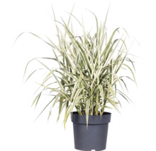 Canne de Provence FloraSelf Arundo donax 'Variegata' h 30-100 cm Co 3 l