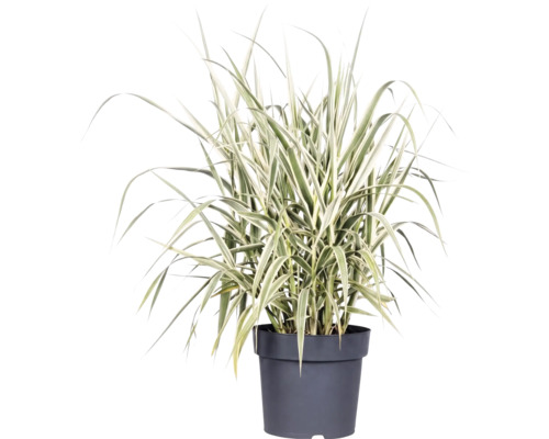 Buntblättriges Pfahlrohr FloraSelf Arundo donax 'Variegata' H 30-100 cm Co 3 L