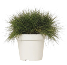 Fétuque de Gautier FloraSelf Festuca gautieri 'AmiGreen' h 10-25 cm Co 2 l