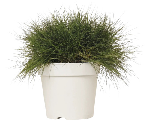 Fétuque de Gautier FloraSelf Festuca gautieri 'AmiGreen' h 10-25 cm Co 2 l