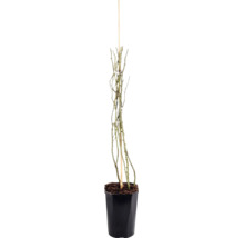 Rosier grimpant 'New Dawn' FloraSelf Rosa 'New Dawn' h 50-80 cm Co 3 l