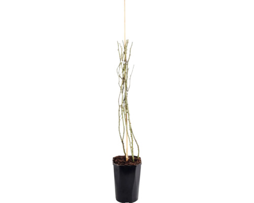 Rosier grimpant 'New Dawn' FloraSelf Rosa 'New Dawn' h 50-80 cm Co 3 l