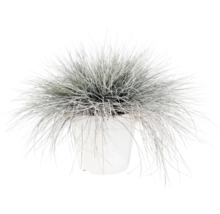 Fétuque bleue FloraSelf Festuca glauca 'Intense Blue' h 10-25 cm Co 2 l