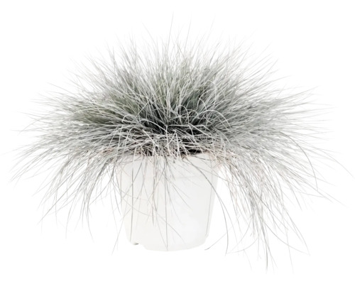 Fétuque bleue FloraSelf Festuca glauca 'Intense Blue' h 10-25 cm Co 2 l