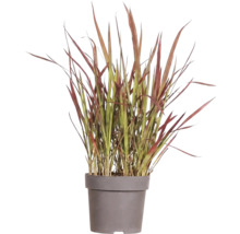 Gräser Mix FloraSelf T 14 cm, zufällige Sortenauswahl