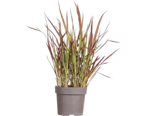 Japanisches Blutgras FloraSelf Imperata cylindrica var.koenig.'Red Baron' H 5-15 cm T 14 cm