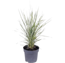 Gräser Mix FloraSelf T 14 cm, zufällige Sortenauswahl