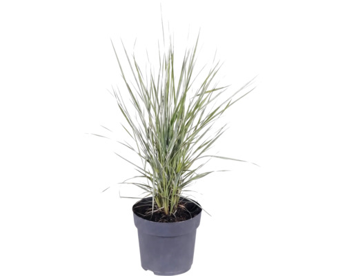 Gräser Mix FloraSelf T 14 cm, zufällige Sortenauswahl