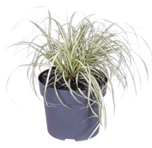 Gräser Mix FloraSelf T 14 cm, zufällige Sortenauswahl