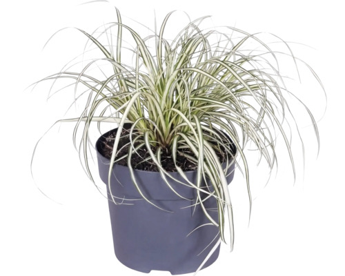 Gräser Mix FloraSelf T 14 cm, zufällige Sortenauswahl