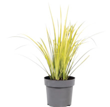 Gräser Mix FloraSelf T 14 cm, zufällige Sortenauswahl