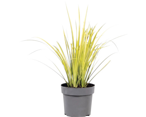 Gräser Mix FloraSelf T 14 cm, zufällige Sortenauswahl