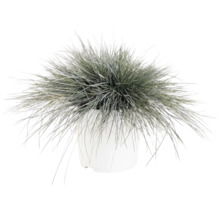 Fétuque FloraSelf Festuca glauca 'Intense Blue' Co 5 l
