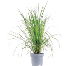 Gräser Mix FloraSelf T 14 cm, zufällige Sortenauswahl