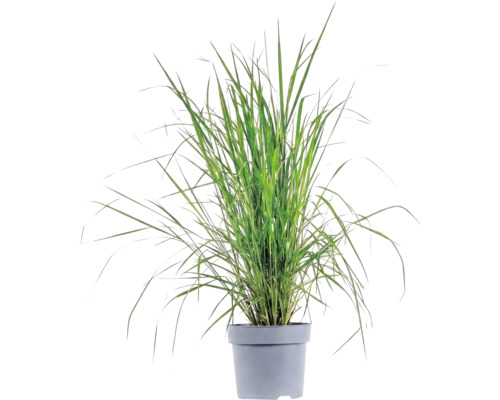 Gräser Mix FloraSelf T 14 cm, zufällige Sortenauswahl