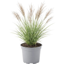 Garten-Chinaschilf FloraSelf Miscanthus sinensis 'Red Chief' H 20-80 cm Co 3 L