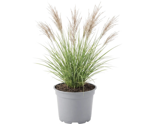 Garten-Chinaschilf FloraSelf Miscanthus sinensis 'Red Chief' H 20-80 cm Co 3 L