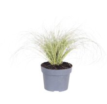 Gräser Mix FloraSelf T 14 cm, zufällige Sortenauswahl