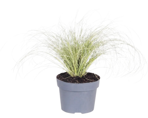 Gräser Mix FloraSelf T 14 cm, zufällige Sortenauswahl