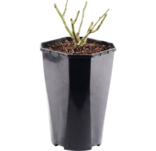 Rosier à massif 'Red Meilove' Floraself Rosa 'Red Meilove' h 15-60 cm Co 3 l