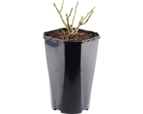 Rosier à massif 'Red Meilove' Floraself Rosa 'Red Meilove' h 15-60 cm Co 3 l