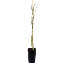 Rosier grimpant 'Climbing Iceberg' FloraSelf rosier 'Climbing Iceberg' h 50-80 cm Co 3 l, blanc neige, semi-double