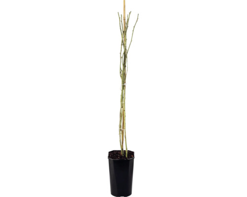 Rosier grimpant 'Climbing Iceberg' FloraSelf rosier 'Climbing Iceberg' h 50-80 cm Co 3 l, blanc neige, semi-double