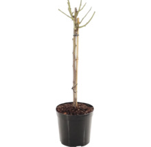 Rosier 'Red Meilove' Floraself Rosa 'Red Meilove' hauteur de tige 60 cm Co 5 l