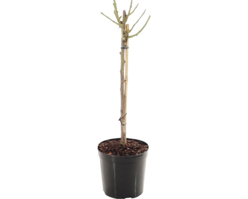 Rosier 'Red Meilove' Floraself Rosa 'Red Meilove' hauteur de tige 60 cm Co 5 l