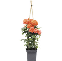Rosier grimpant à fleurs orange sur support bambou dans un pot en plastique noir.