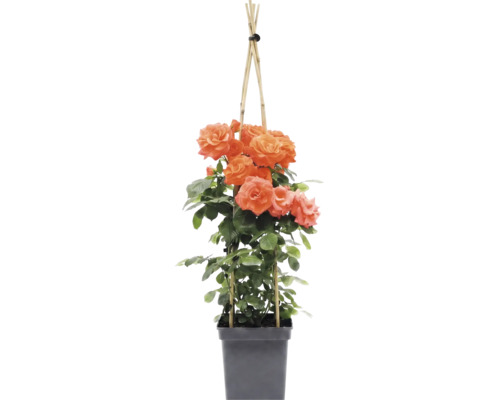 Rosier grimpant à fleurs orange sur support bambou dans un pot en plastique noir.
