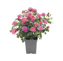 Beetrose 'Leonardo da Vinci'® FloraSelf Co 5 L