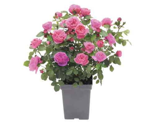 Beetrose 'Leonardo da Vinci'® FloraSelf Co 5 L