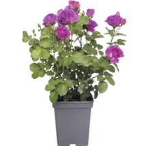 Rosier à massif 'Minerva' FloraSelf Rosa 'Minerva' h 30-50 cm Co 5 l