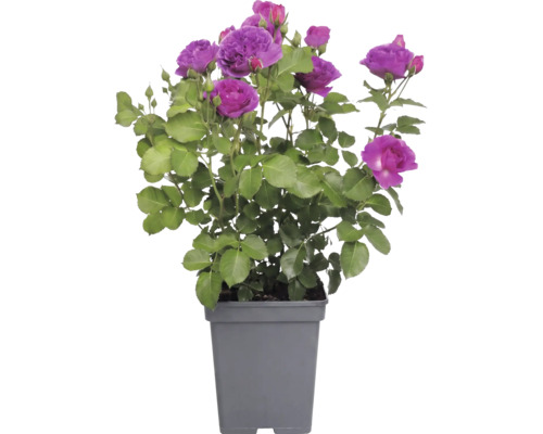 Rosier à massif 'Minerva' FloraSelf Rosa 'Minerva' h 30-50 cm Co 5 l