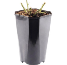 Rosier à massif 'Red Leonardo da Vinci'® FloraSelf h 30-40 cm Co 3 l