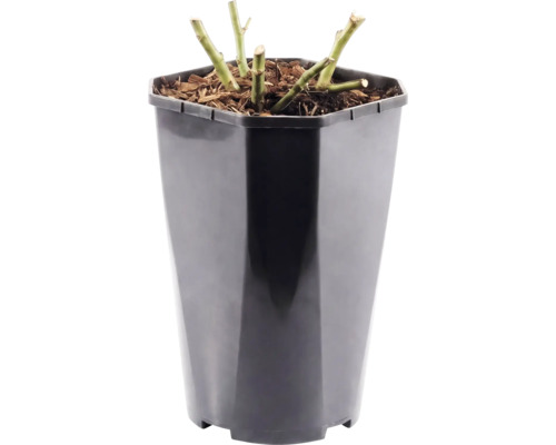 Rosier à massif 'Red Leonardo da Vinci'® FloraSelf h 30-40 cm Co 3 l