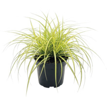 Segge FloraSelf Carex oshimensis 'Evergold' H 5-20 cm T 14 cm