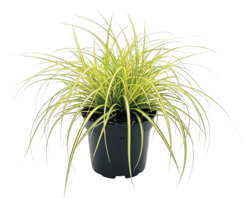 Laîche d'Oshima FloraSelf Carex oshimensis 'Evergold' h 5-20 cm p 14 cm