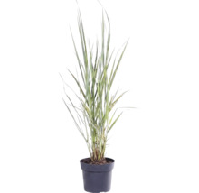 Gräser Mix FloraSelf T 14 cm, zufällige Sortenauswahl
