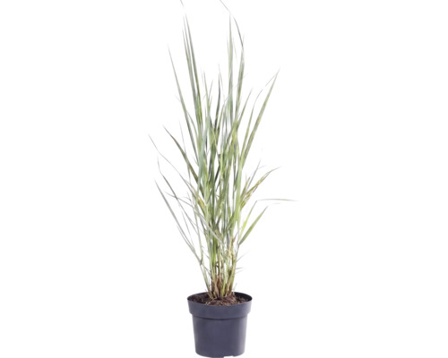 Gräser Mix FloraSelf T 14 cm, zufällige Sortenauswahl