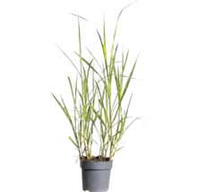 Gräser Mix FloraSelf T 14 cm, zufällige Sortenauswahl