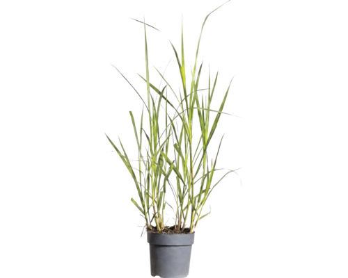 Gräser Mix FloraSelf T 14 cm, zufällige Sortenauswahl