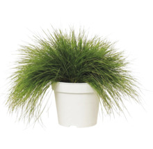 Canche flexueuse FloraSelf Deschampsia flexuosa 'Amilime' Co 2 l