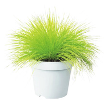 Canche flexueuse FloraSelf Deschampsia flexuosa 'Amilime' Co 2 l