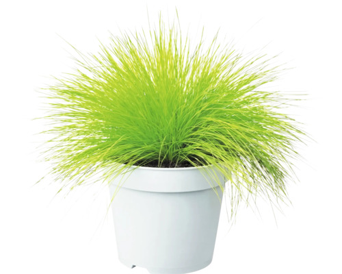 Canche flexueuse FloraSelf Deschampsia flexuosa 'Amilime' Co 2 l