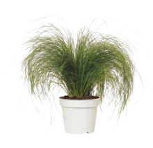 Zartes Federgras FloraSelf Stipa tenuifolia 'Pony Tails' H 10-30 cm Co 2 L