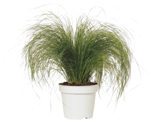Zartes Federgras FloraSelf Stipa tenuifolia 'Pony Tails' H 10-30 cm Co 2 L