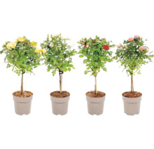 Mélange de roses hauteur du tronc environ 40 cm Ø 15 cm pot
